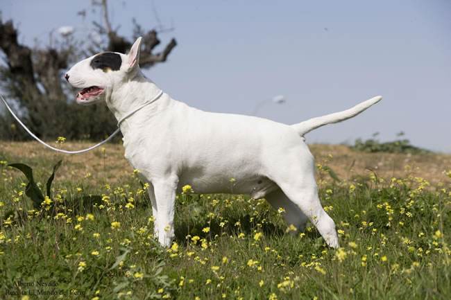 akc认证的犬种,akc认可的148个犬种