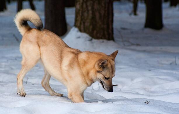akc认证的犬种,akc认可的148个犬种