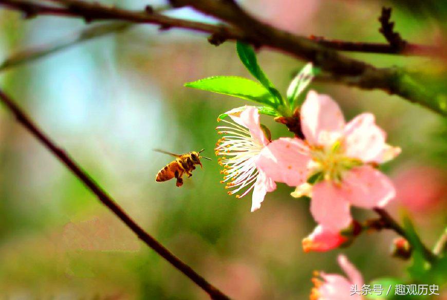 春节位于正月初一,却不代表新旧农历年份交替,原因与袁世凯有关