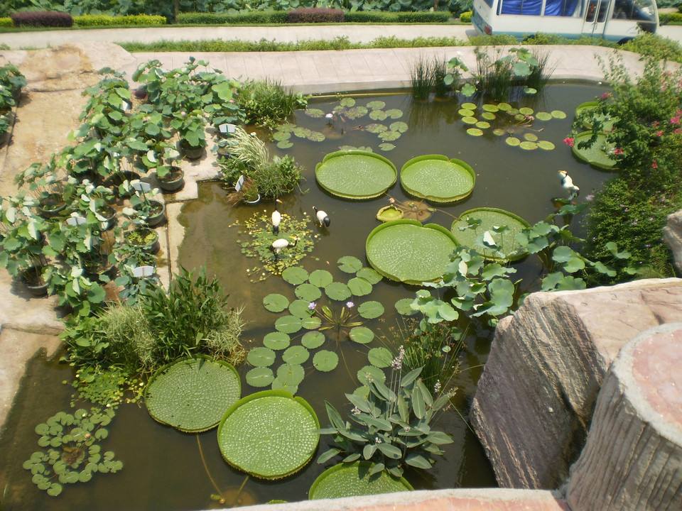 金寨莲花山八景,广州莲花山风景