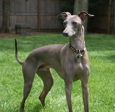 akc认证的犬种,akc认可的148个犬种