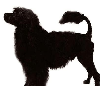 akc认证的犬种,akc认可的148个犬种