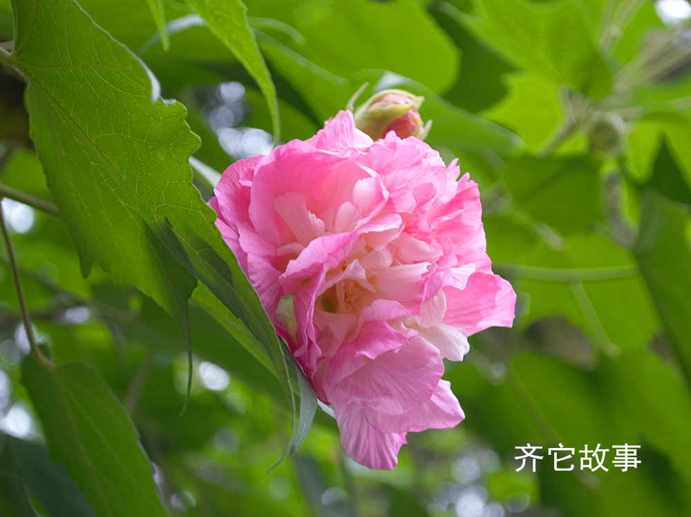 鎴愰兘鎮犻棽鏃呮父,鎮犲搲鏃呮父鏀荤暐鎴愰兘