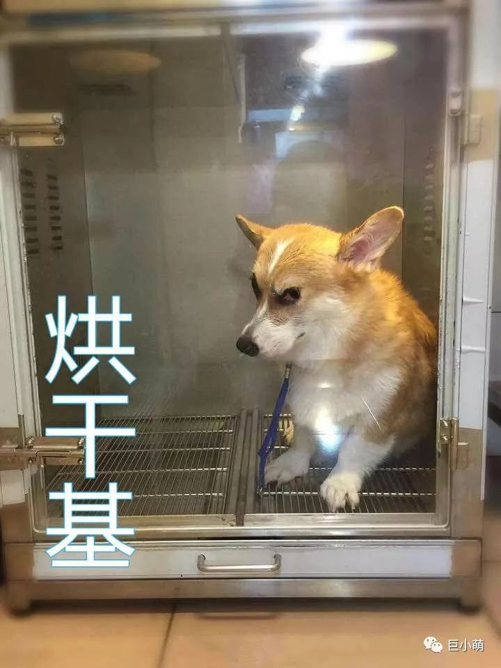 狗年大牌限定辣眼睛，思聪爸爸有钱都不想买