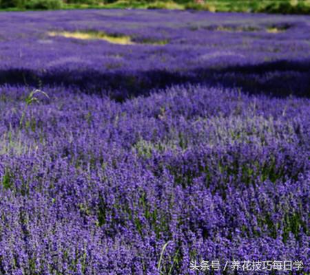 薰衣草叶子黄怎么回事,薰衣草发黄