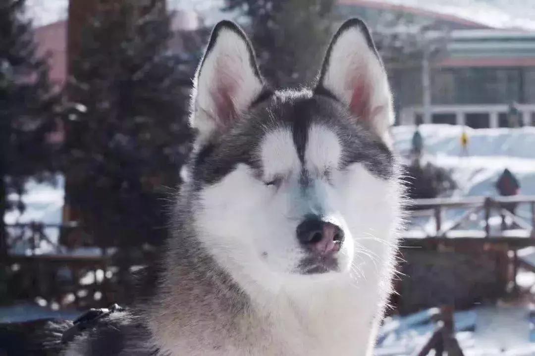 成都的十条网红狗,有的住豪宅穿名牌,比人活得还巴适