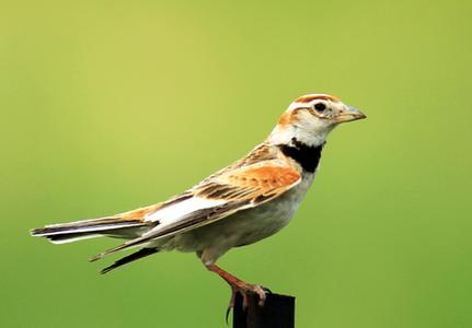 宠物鸟急救技巧,宠物鸟骨折了怎么包扎