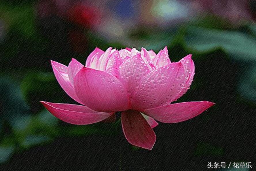 2018十二生肖流年运势详解,2018年十二生肖运势完整版