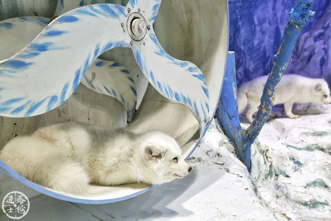 哈尔滨极地馆体验,哈尔滨极地馆之精彩瞬间