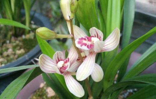 兰花哪个品种好养而且开花时间长,最好养的四季开花兰花排名