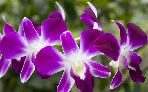 兰花哪个品种好养而且开花时间长,最好养的四季开花兰花排名