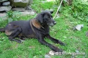 狗年说狗漫谈中国古代的狗,狗年说狗相声