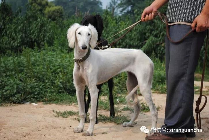 狗年说狗漫谈中国古代的狗,狗年说狗相声