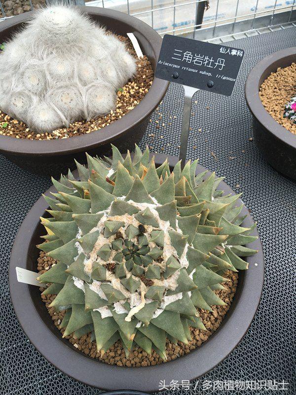 多肉市场怎么挑多肉盆子,多肉植物市场在哪里