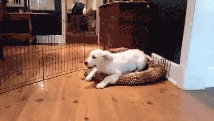 怎么训狗狗去狗垫上休息,怎么训练狗狗不拆家听话