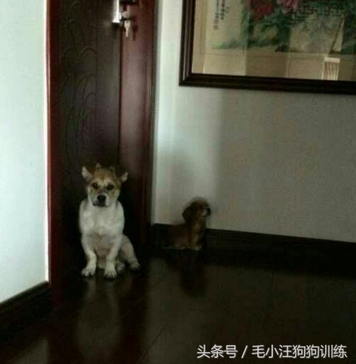 狗狗是怎么理解离别？铲屎官们纷纷讲述自家狗子的故事~