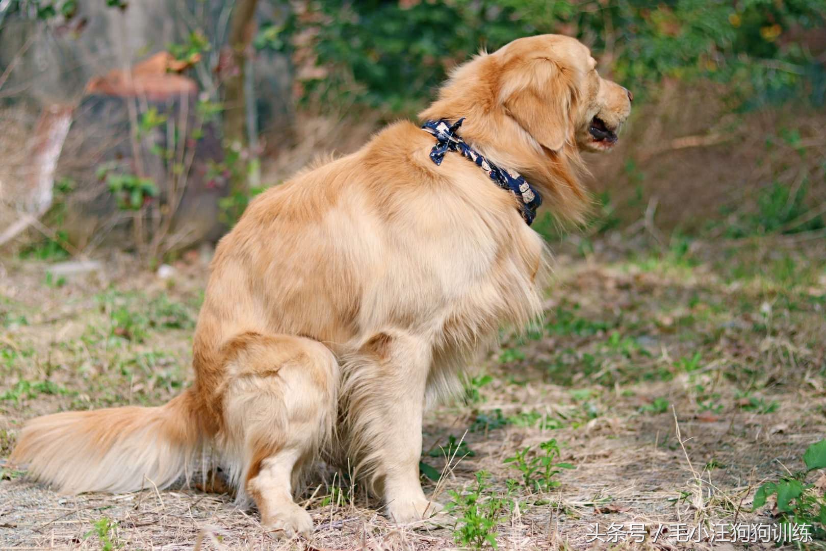 狗狗是怎么理解离别？铲屎官们纷纷讲述自家狗子的故事~