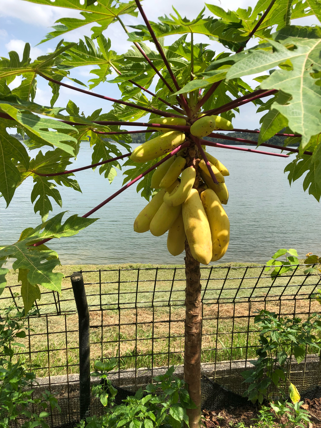 新加坡动物园哪个最值得去看,新加坡动物园自由行热门攻略