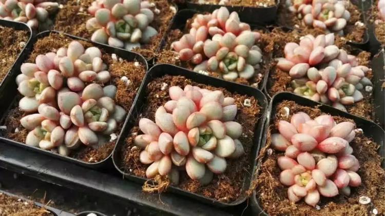 女友爱买多肉,女朋友钟爱多肉