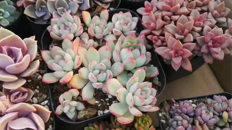 女友爱买多肉,女朋友钟爱多肉