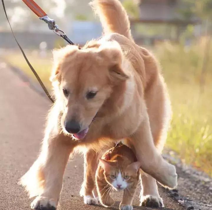 这只金毛和小菊猫的画风太甜啦！情人节狗粮奉上