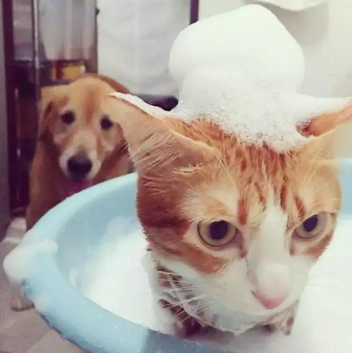 这只金毛和小菊猫的画风太甜啦！情人节狗粮奉上