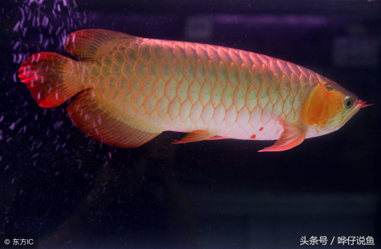 新年养什么观赏鱼好,过年必养的三大小型观赏鱼