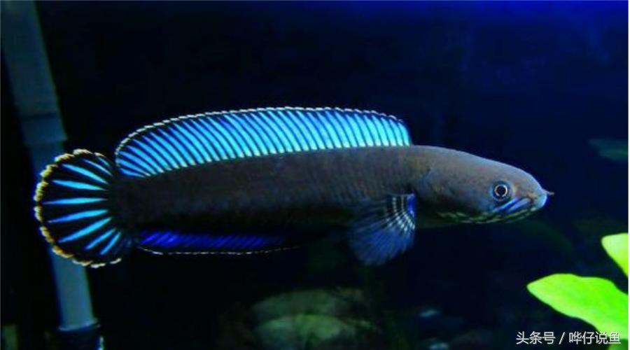 新年养什么观赏鱼好,过年必养的三大小型观赏鱼