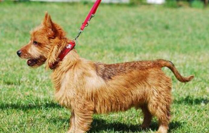 akc认证的犬种,akc认可的148个犬种