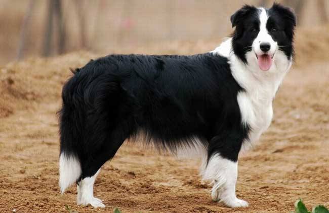 akc认证的犬种,akc认可的148个犬种