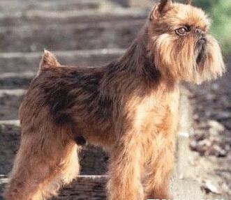 akc认证的犬种,akc认可的148个犬种