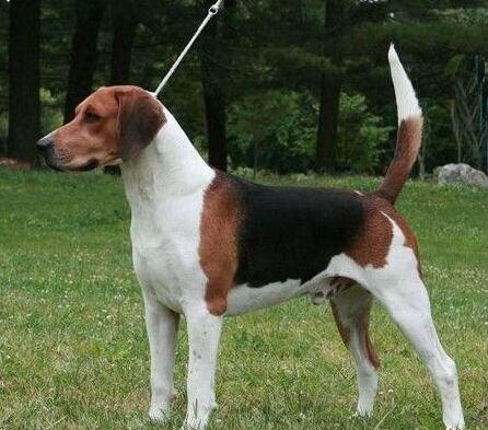 akc认证的犬种,akc认可的148个犬种