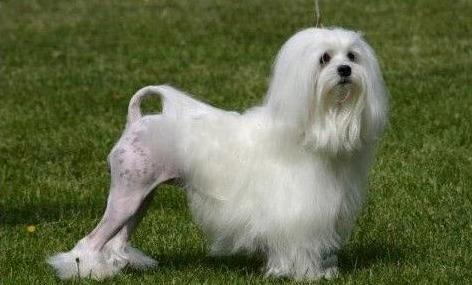 akc认证的犬种,akc认可的148个犬种