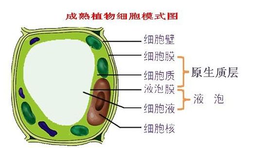 洋葱辣眼睛对眼睛有什么危害,洋葱辣眼睛怎么治疗