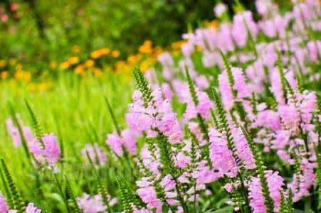 高考必背诗词重点句子,高考必考的诗句有哪些