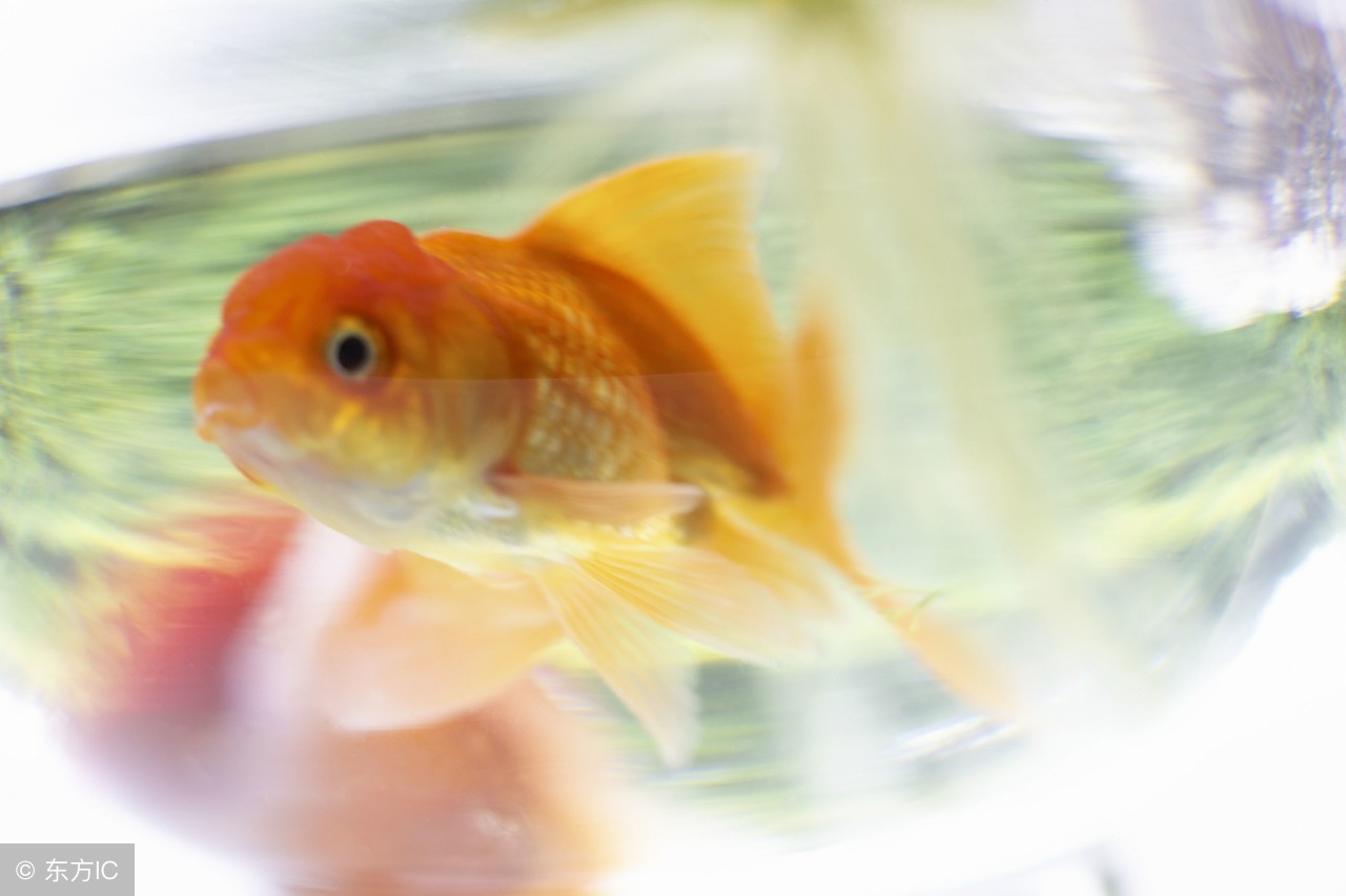 怎样养好金鱼苗,养好兰寿金鱼的诀窍