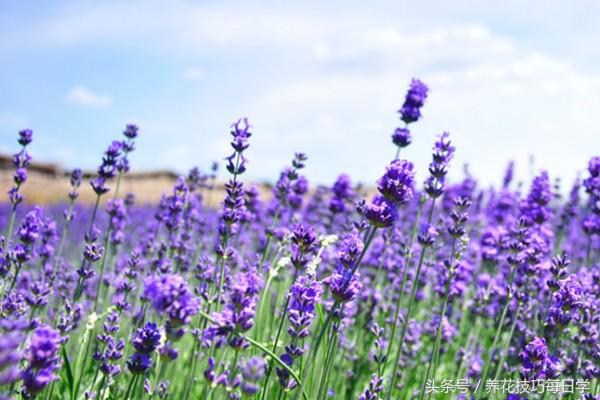 薰衣草叶子黄怎么回事,薰衣草发黄