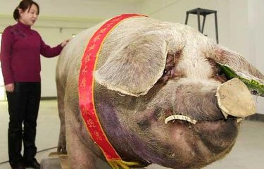 最贵的猪是哪个品种,十大名猪哪个猪种长得最大