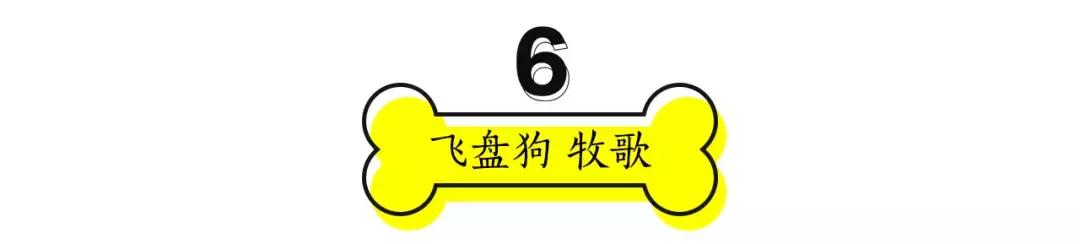 成都的十条网红狗,有的住豪宅穿名牌,比人活得还巴适