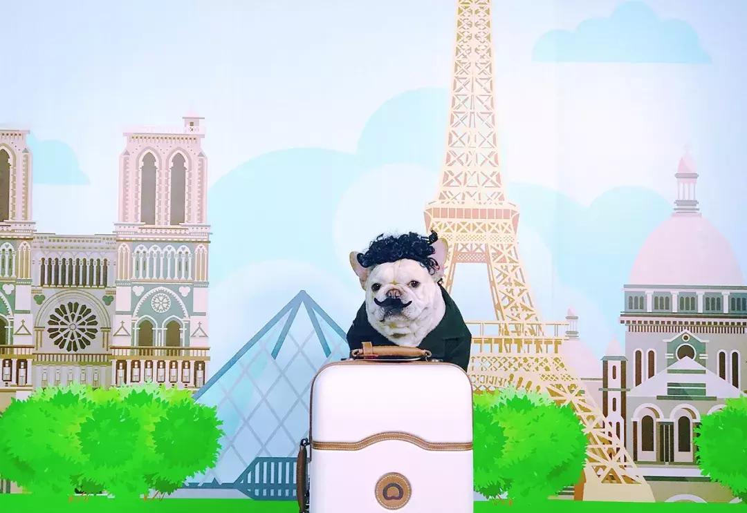 成都的十条网红狗,有的住豪宅穿名牌,比人活得还巴适