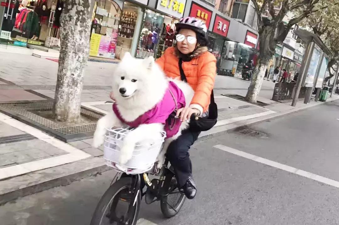 成都的十条网红狗,有的住豪宅穿名牌,比人活得还巴适