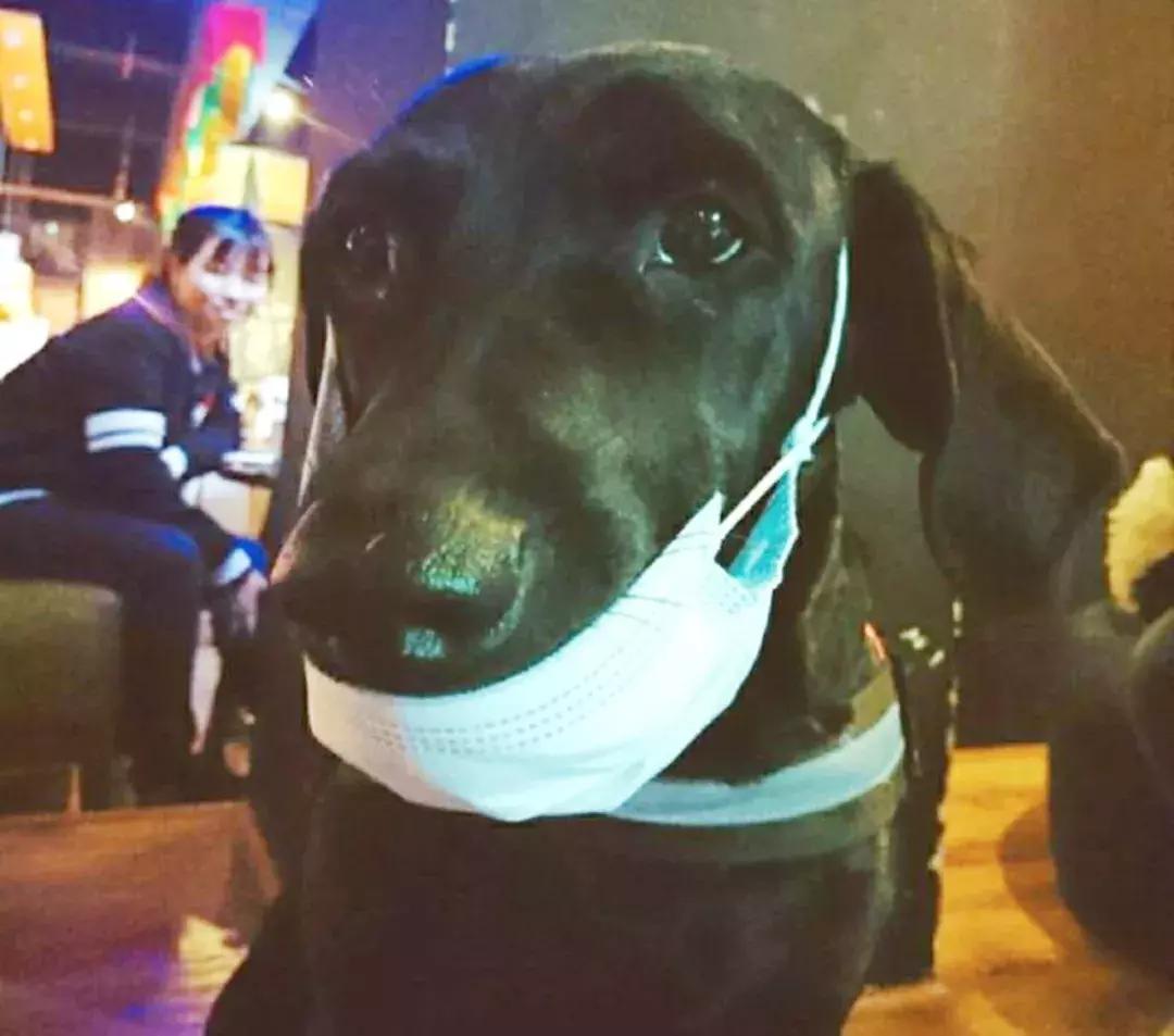 成都的十条网红狗,有的住豪宅穿名牌,比人活得还巴适