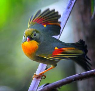 宠物鸟急救技巧,宠物鸟骨折了怎么包扎