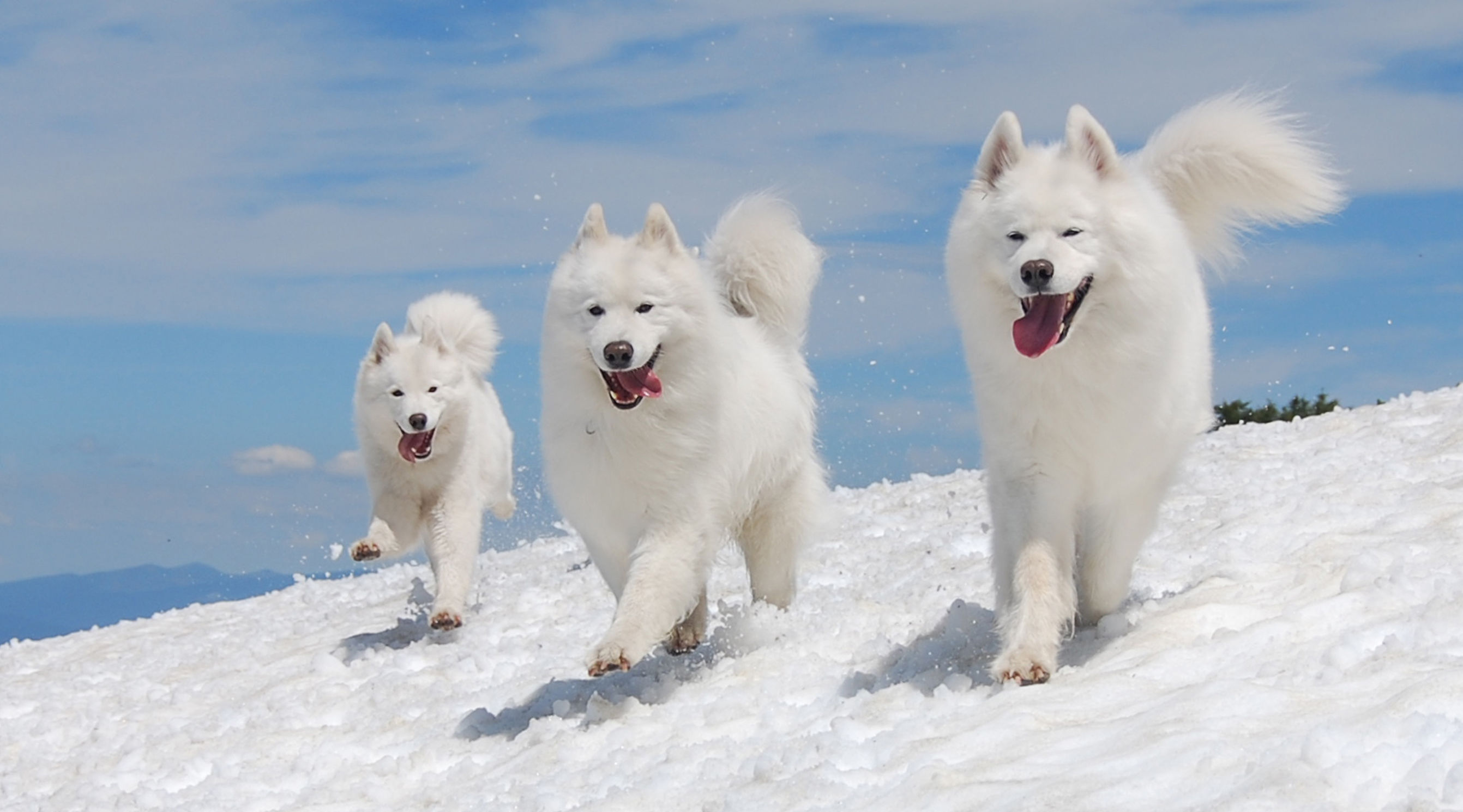 狗的前世和汪星人,属狗人的前世今生