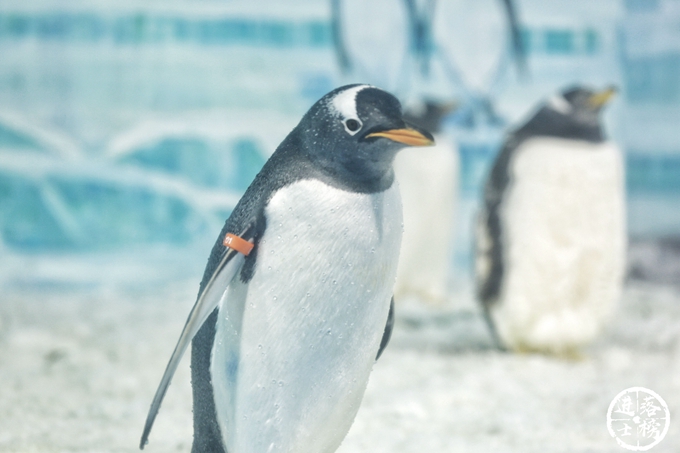 哈尔滨极地馆体验,哈尔滨极地馆之精彩瞬间