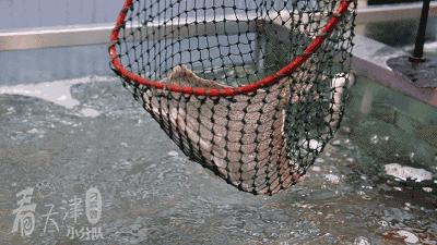 天津超级大市集,天津大胡同年货市场