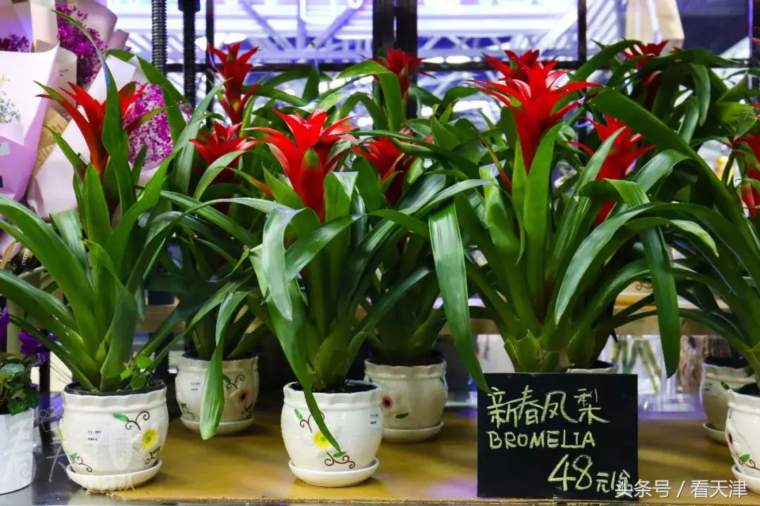 天津超级大市集,天津大胡同年货市场