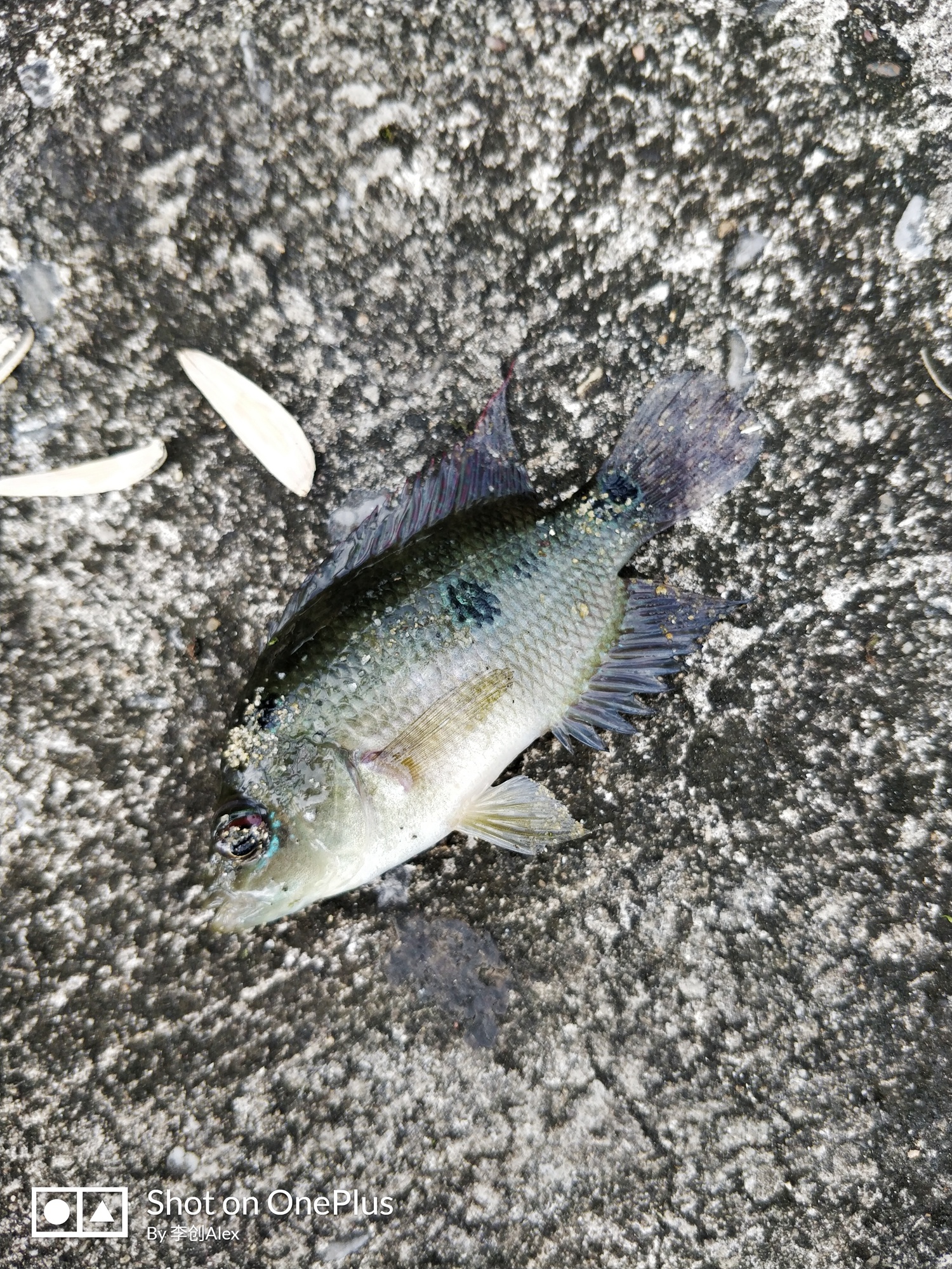 马来西亚古晋游玩,用3天时间爱上一个人