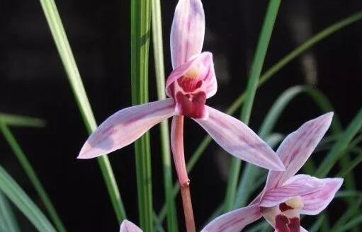 兰花哪个品种好养而且开花时间长,最好养的四季开花兰花排名