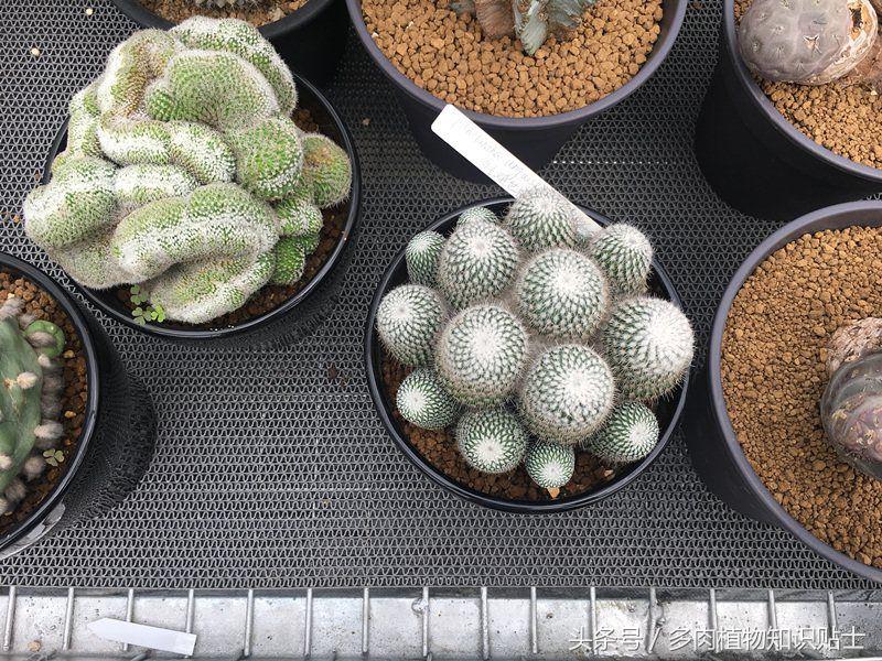 多肉市场怎么挑多肉盆子,多肉植物市场在哪里